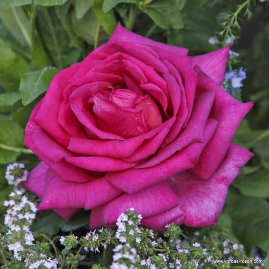 Růže Parole