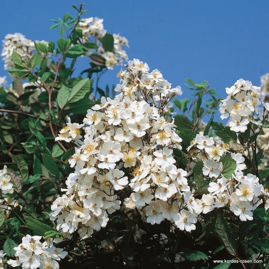Růže Multiflora