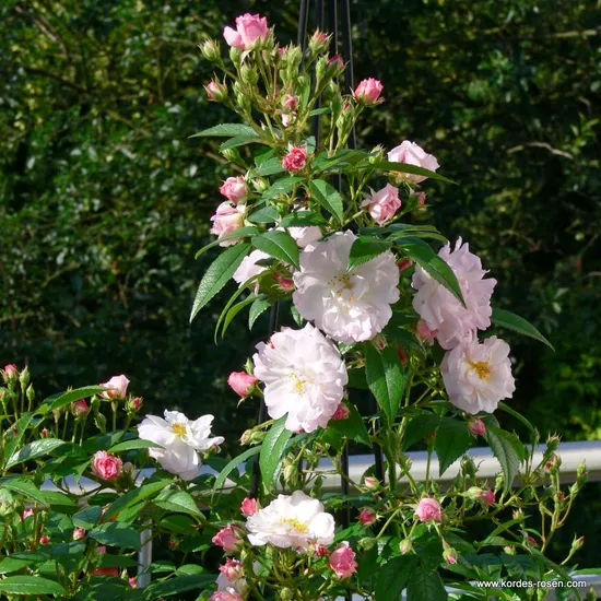 Růže Sweet Siluetta