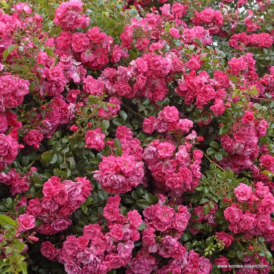 Růže Palmengarten Frankfurt