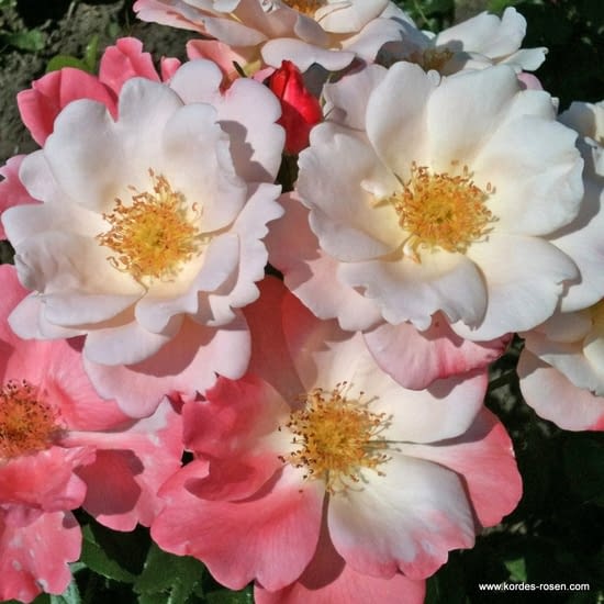 Růže Roseromantic