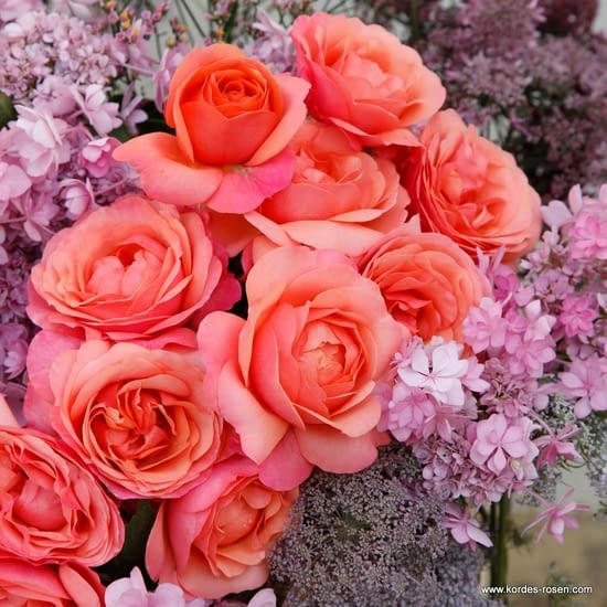 Růže Coral Lions-Rose
