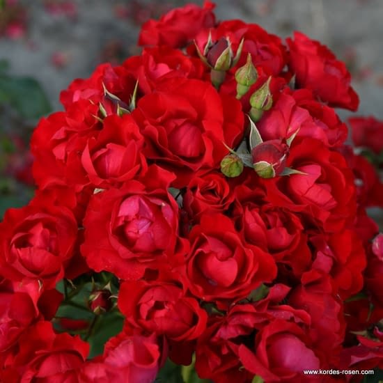 Růže Black Forest Rose