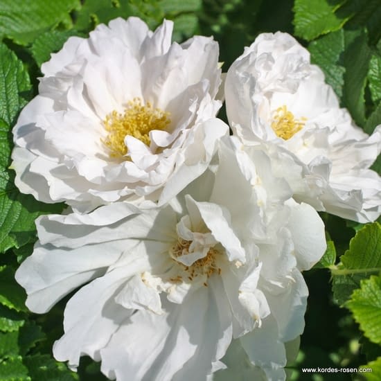Růže White Roadrunner