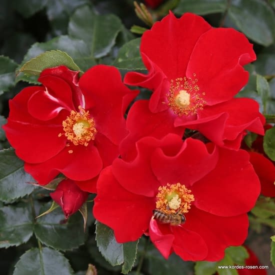 Růže Alexander von Humboldt
