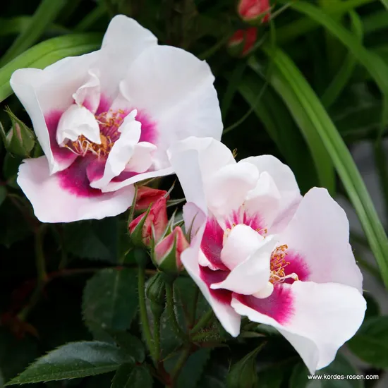 Růže SEE YOU in red