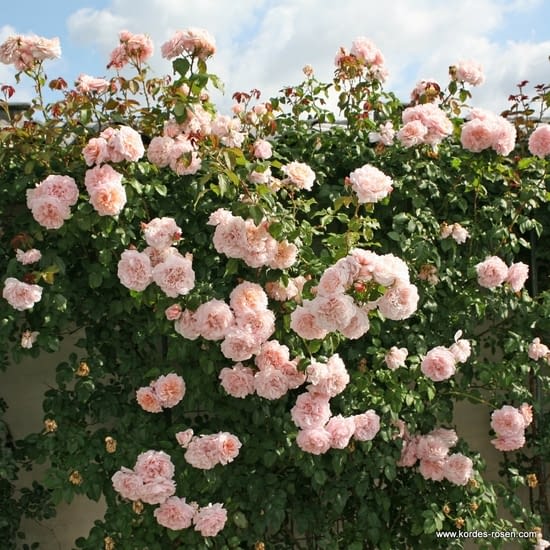 Růže Rose de Tolbiac