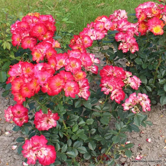 Růže Summer of Love