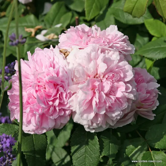 Růže Jacques Cartier