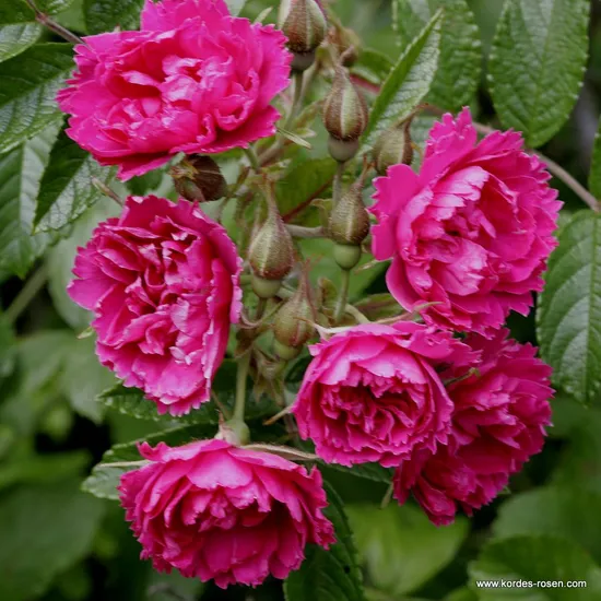 Růže F J Grootendorst