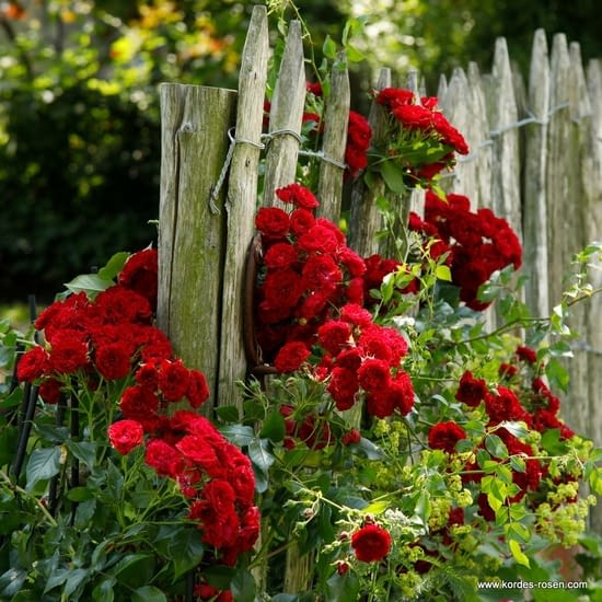Růže Crimson Siluetta