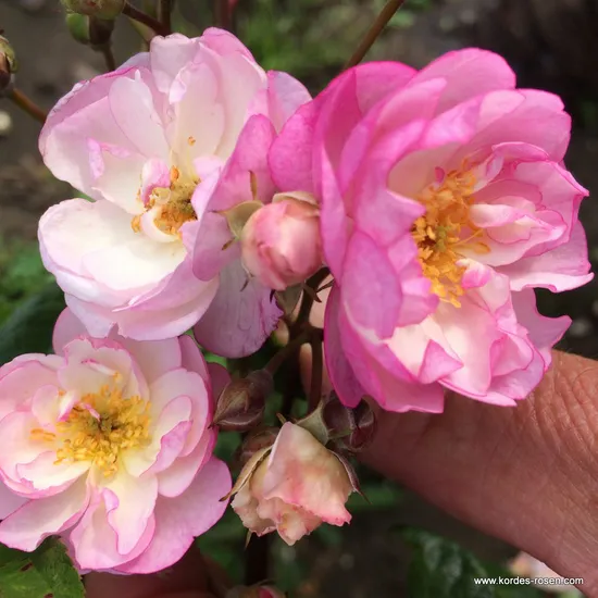 Růže Lavender Siluetta