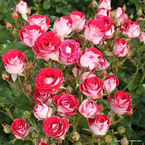 Růže Marie Rottrová