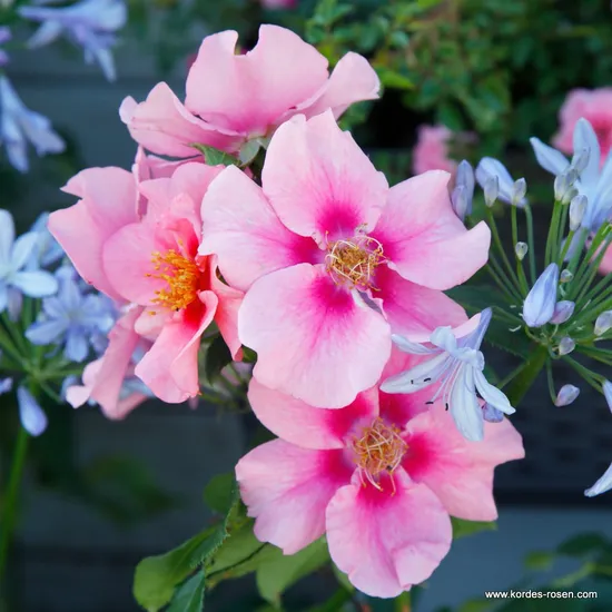 Růže SEE YOU in pink