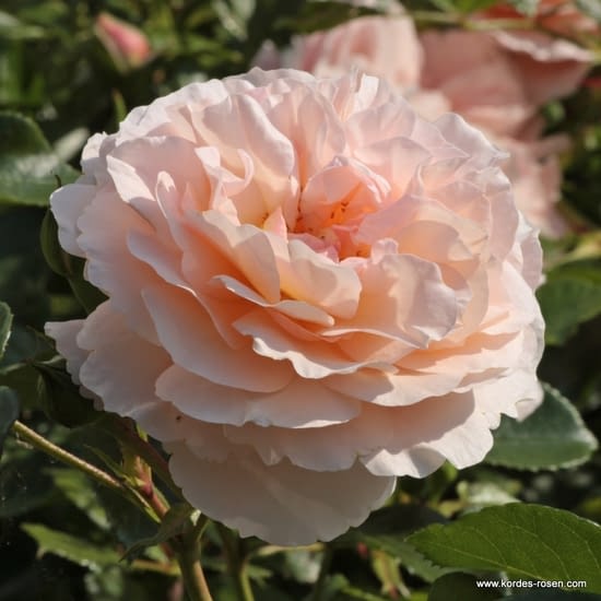 Růže Sebastian KNEIPP