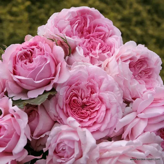 Růže Alexandra - Princesse de Luxembourg