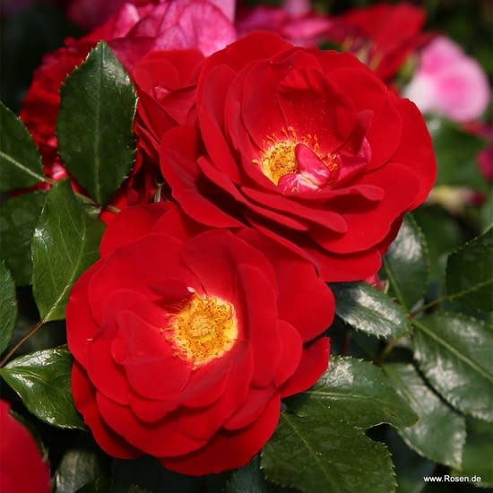 Růže Caracho