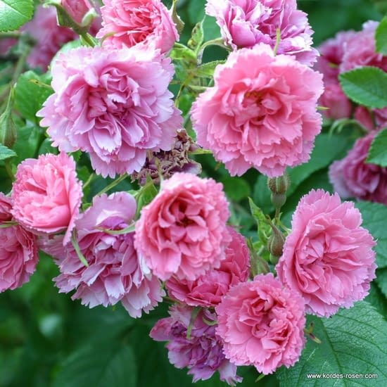 Růže Pink Grootendorst