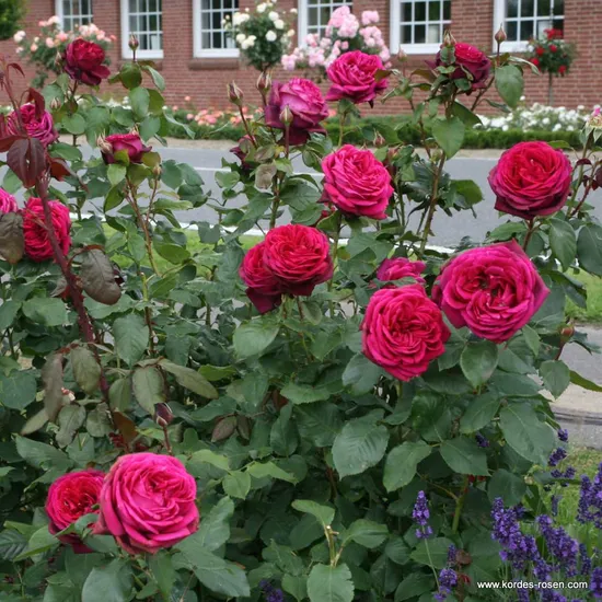 Růže Gräfin Diana