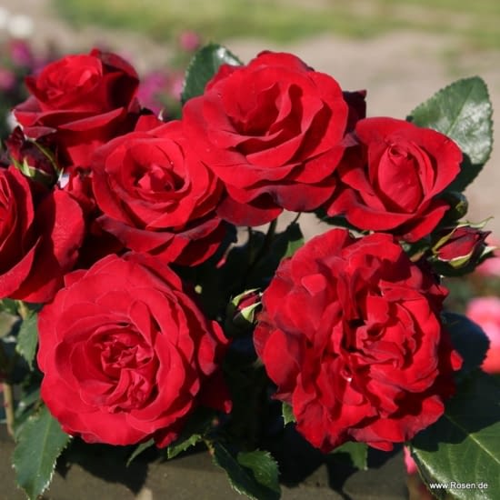 Růže Royal Red
