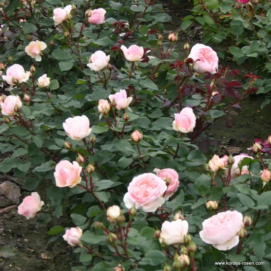 Růže Märchenzauber