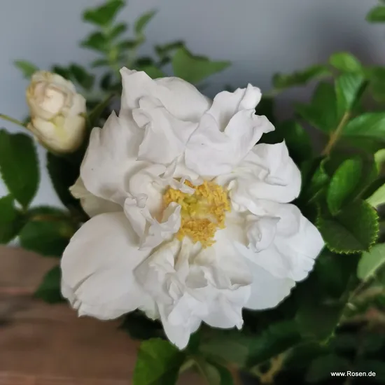 Růže Frozen Roadrunner