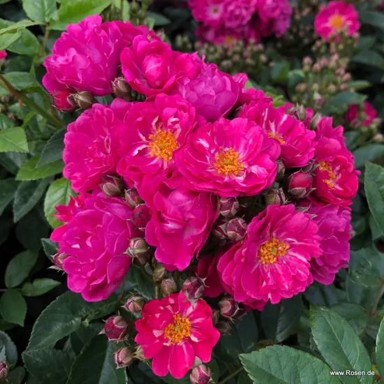 Růže Perfumy Siluetta