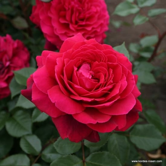 Růže Bellevue