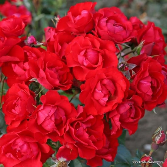 Růže Black Forest Rose