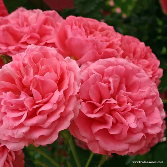 Růže Rosarium Uetersen