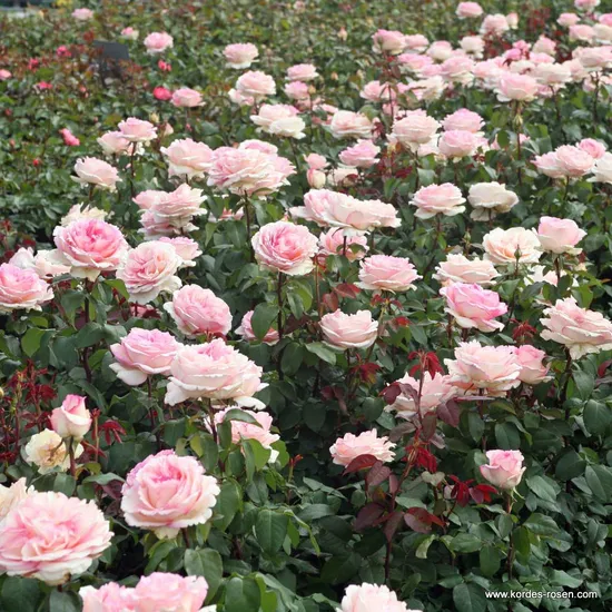 Růže Souvenir de Baden Baden