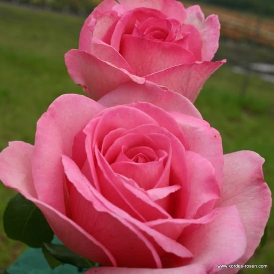 Růže Sweet Parole