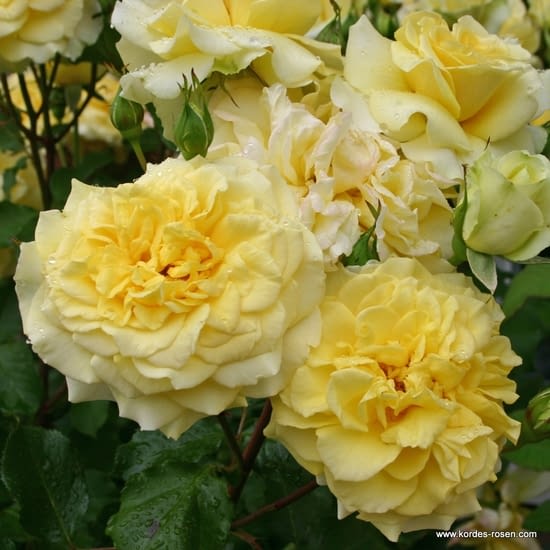 Růže Sterntaler