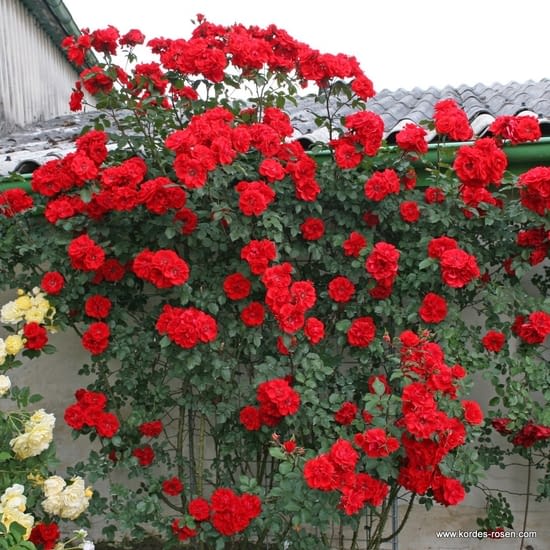 Růže Brillant Korsar