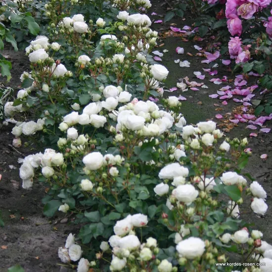 Růže Schneeküsschen