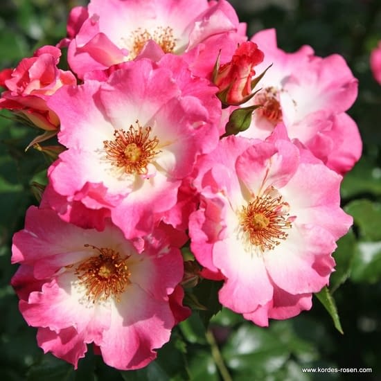 Růže Dolomiti