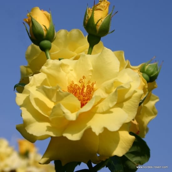 Růže Lichtkönigin Lucia
