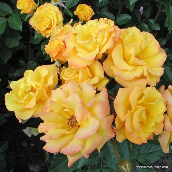 Růže Goldmarie 82