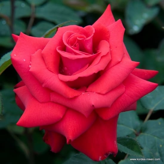 Růže Grande Amore