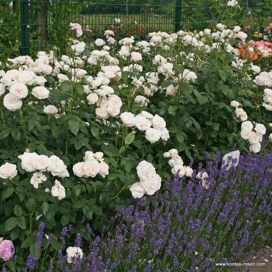 Růže Sebastian KNEIPP