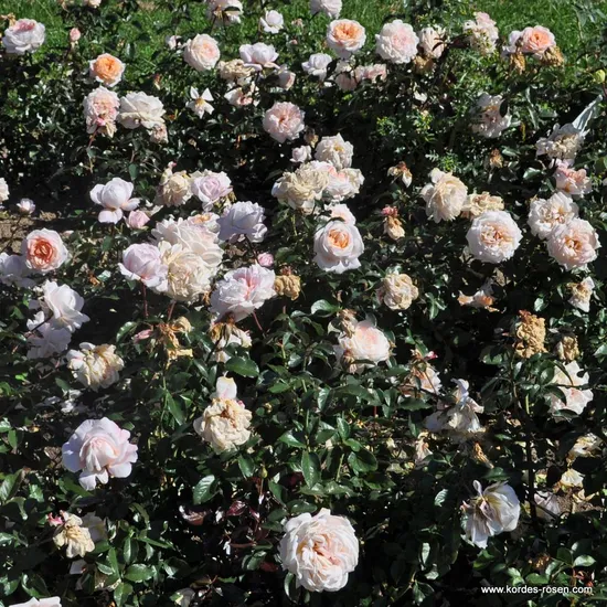 Růže Grossherzogin Luise