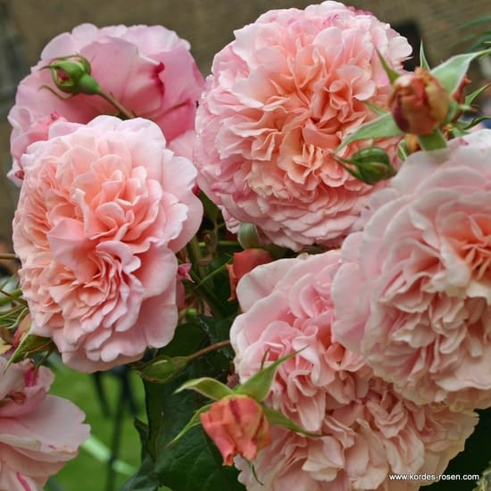 Růže Rose de Tolbiac