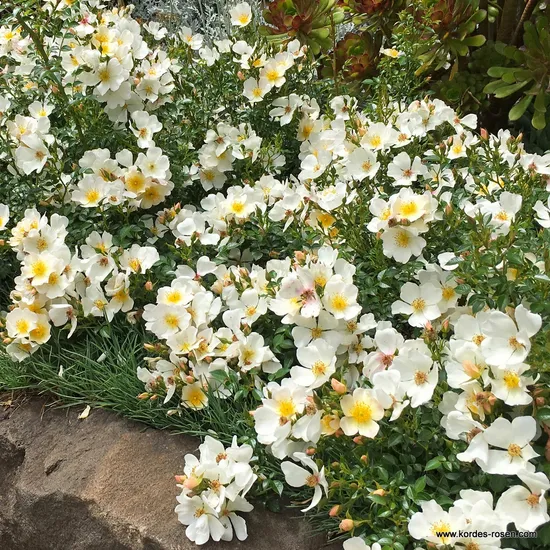 Růže Sonnenröschen