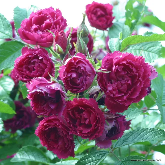 Růže F J Grootendorst