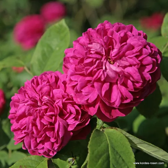 Růže Rose de Resht