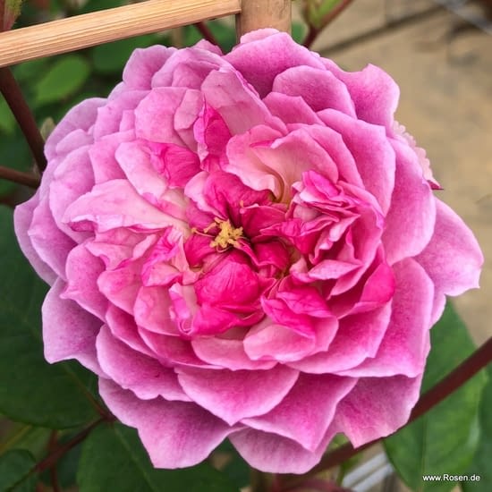 Růže Romantic Siluetta