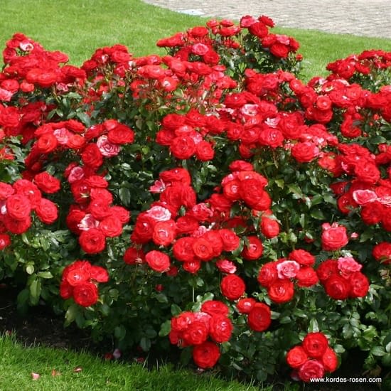 Růže Planten un Blomen