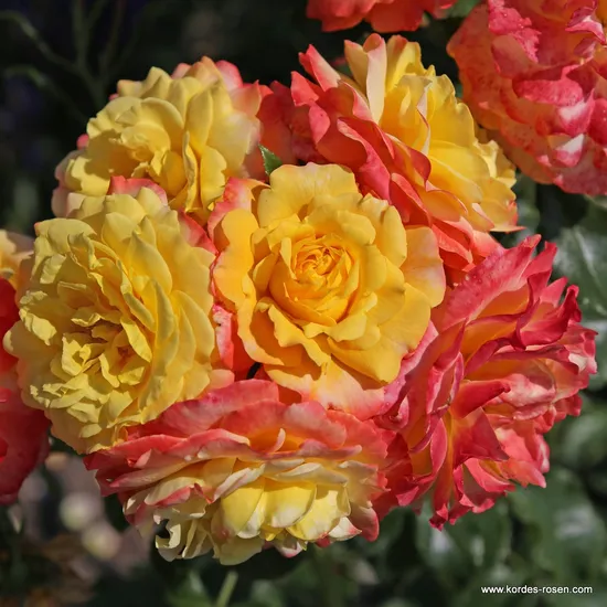 Růže Rose der Hoffnung