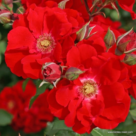 Růže Roter Korsar