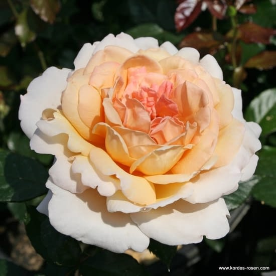 Růže Grossherzogin Luise